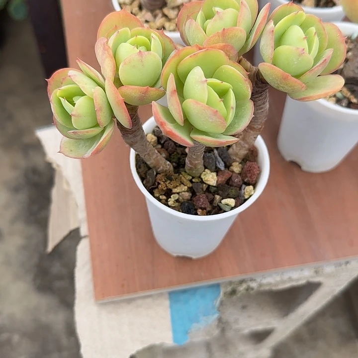 喵****鸡蛋碧桃多肉植物