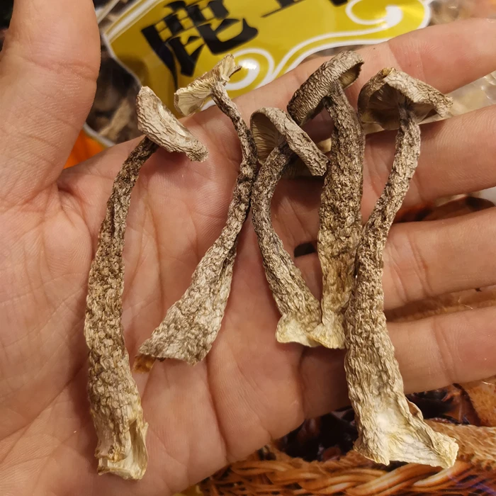 【珠海升仔】 高山鹿茸菇 肥厚炒菜炖汤煲鸡汤鲜香