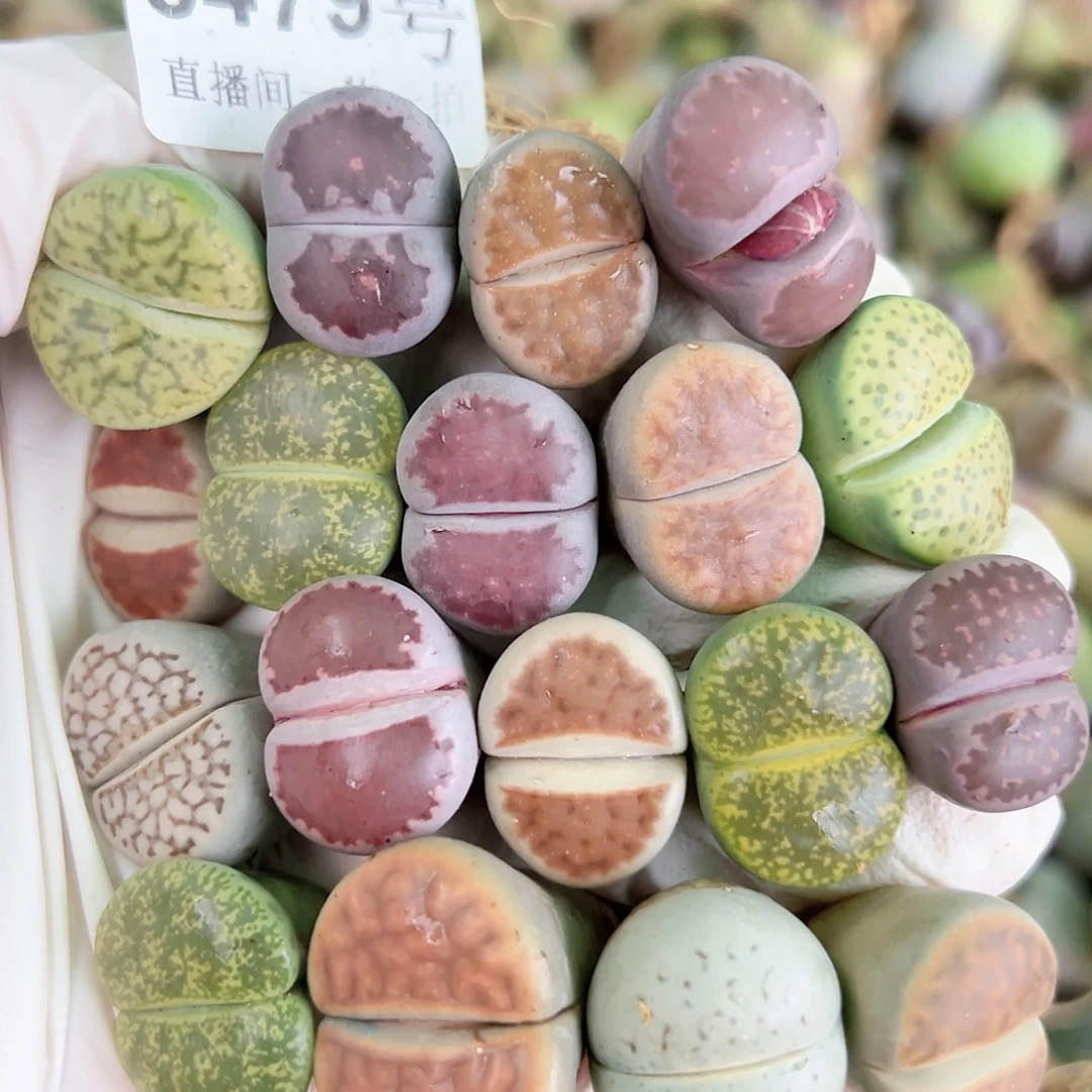 8479 好养易活生石花大母本18个