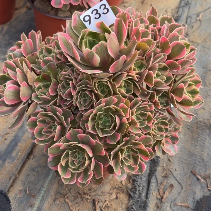 粉女妖多肉植物不包损933