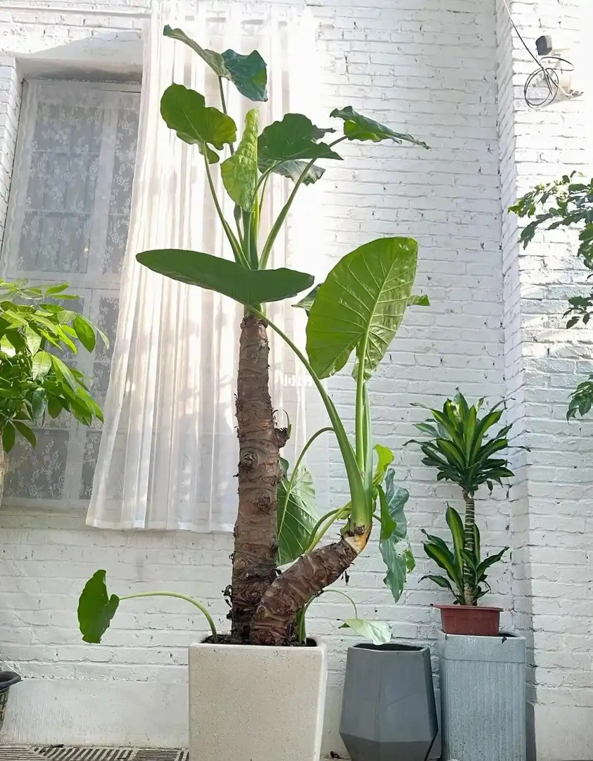 直播间霸王芋滴水观音象耳芋庭院植物一物一拍绿植面包盆栽室内