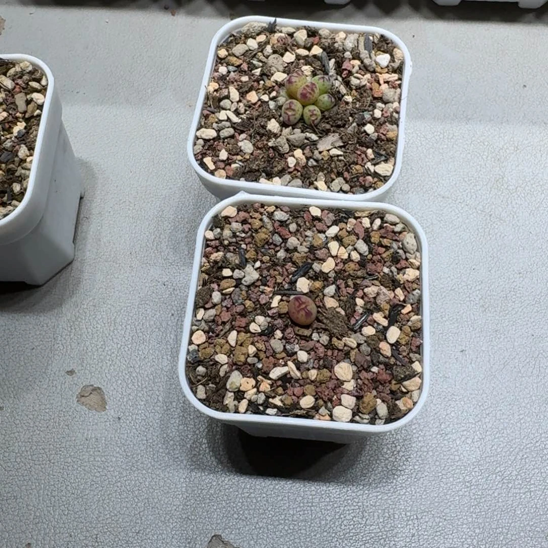 红陶浅****?0214-58肉锥肉锥