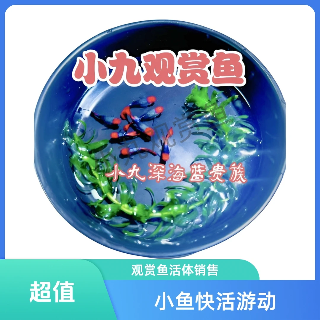 深海蓝贵族孔雀鱼直播有马印灯拆包入缸后不赔付介意勿拍