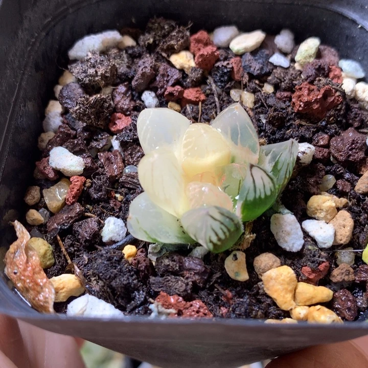 霓虹灯玉露锦daiernvt