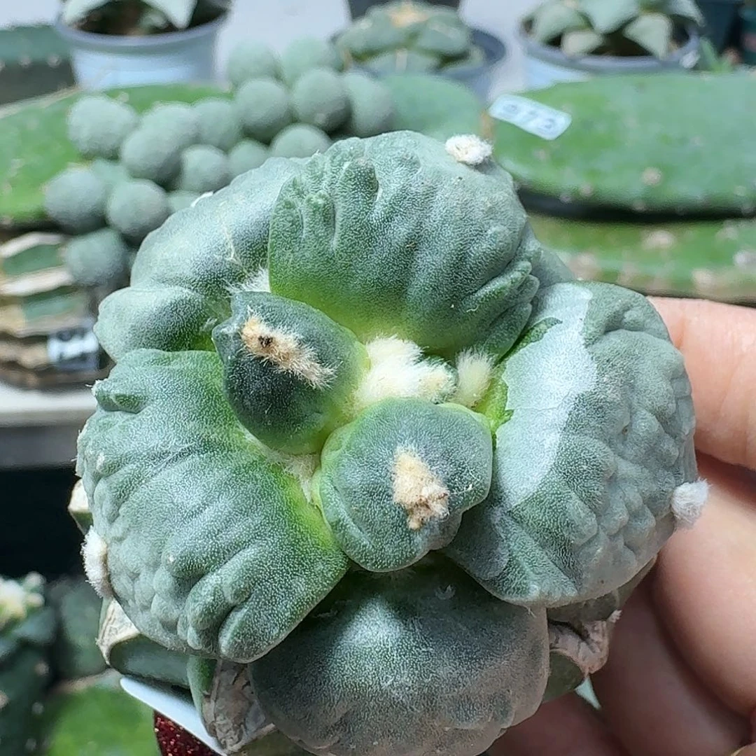 【闪购商品】无花朵佛***珠丸尤怒037