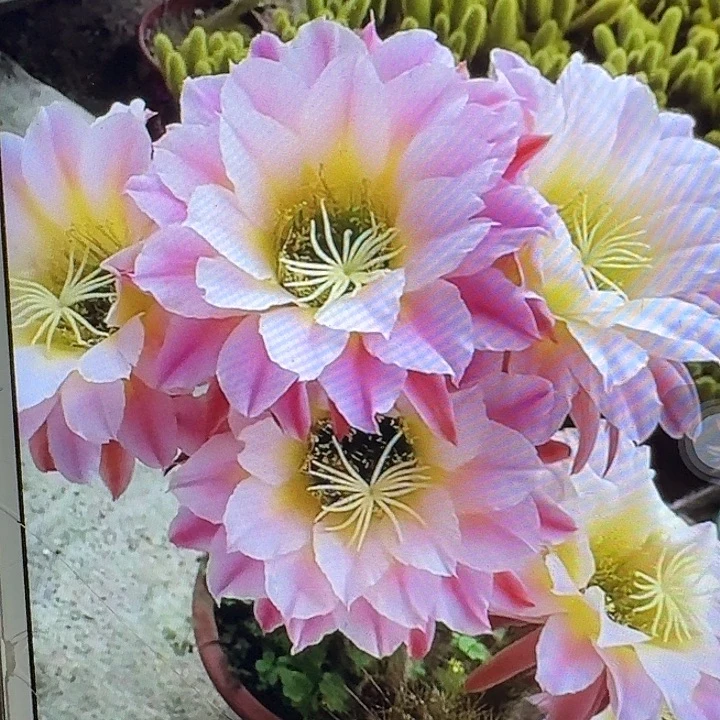 曙光侧芽5公分左右毛花柱(20包邮
