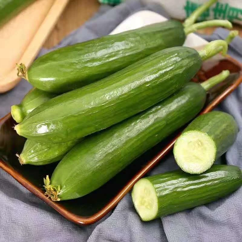 新鲜水果黄瓜 现摘现发 产地直发 好吃不贵 脆爽多汁