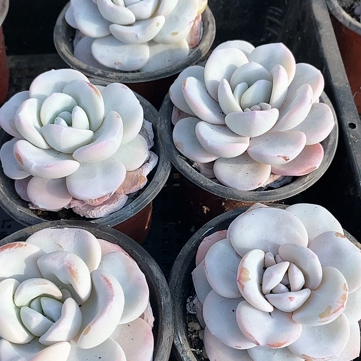 哈**！23-18号一物一拍雪