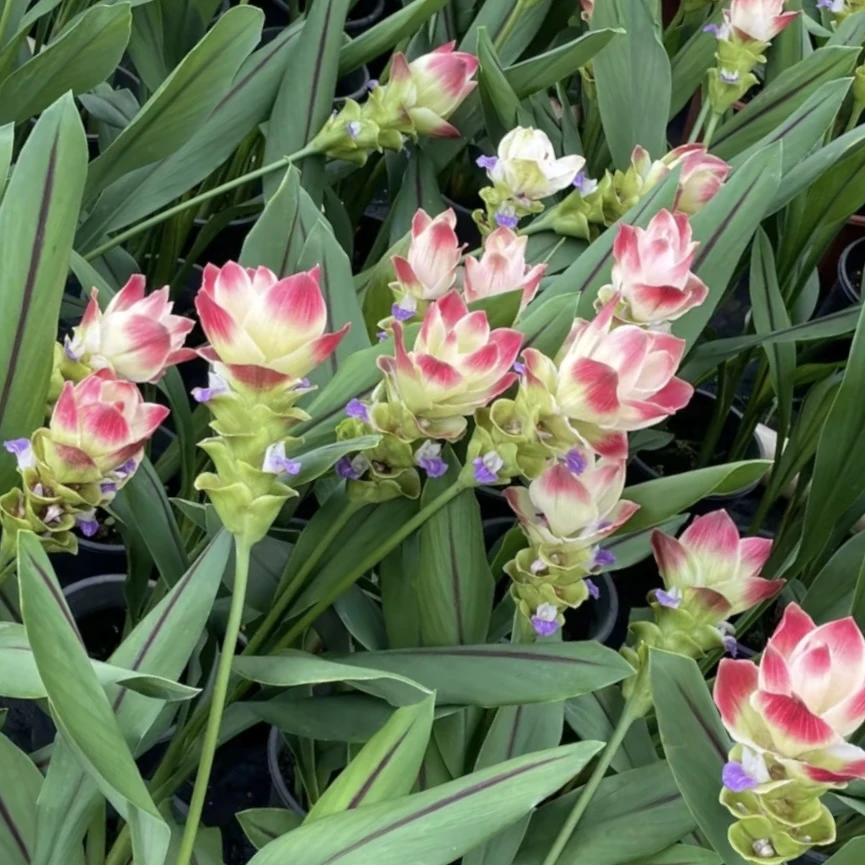 香槟色姜荷花盆栽庭院阳台多年生植物喜光照易养护