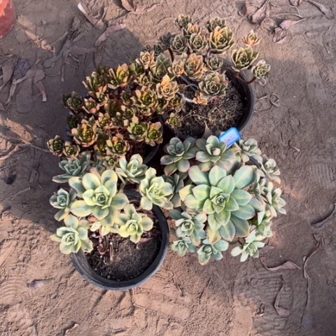 342多肉植物组合，
