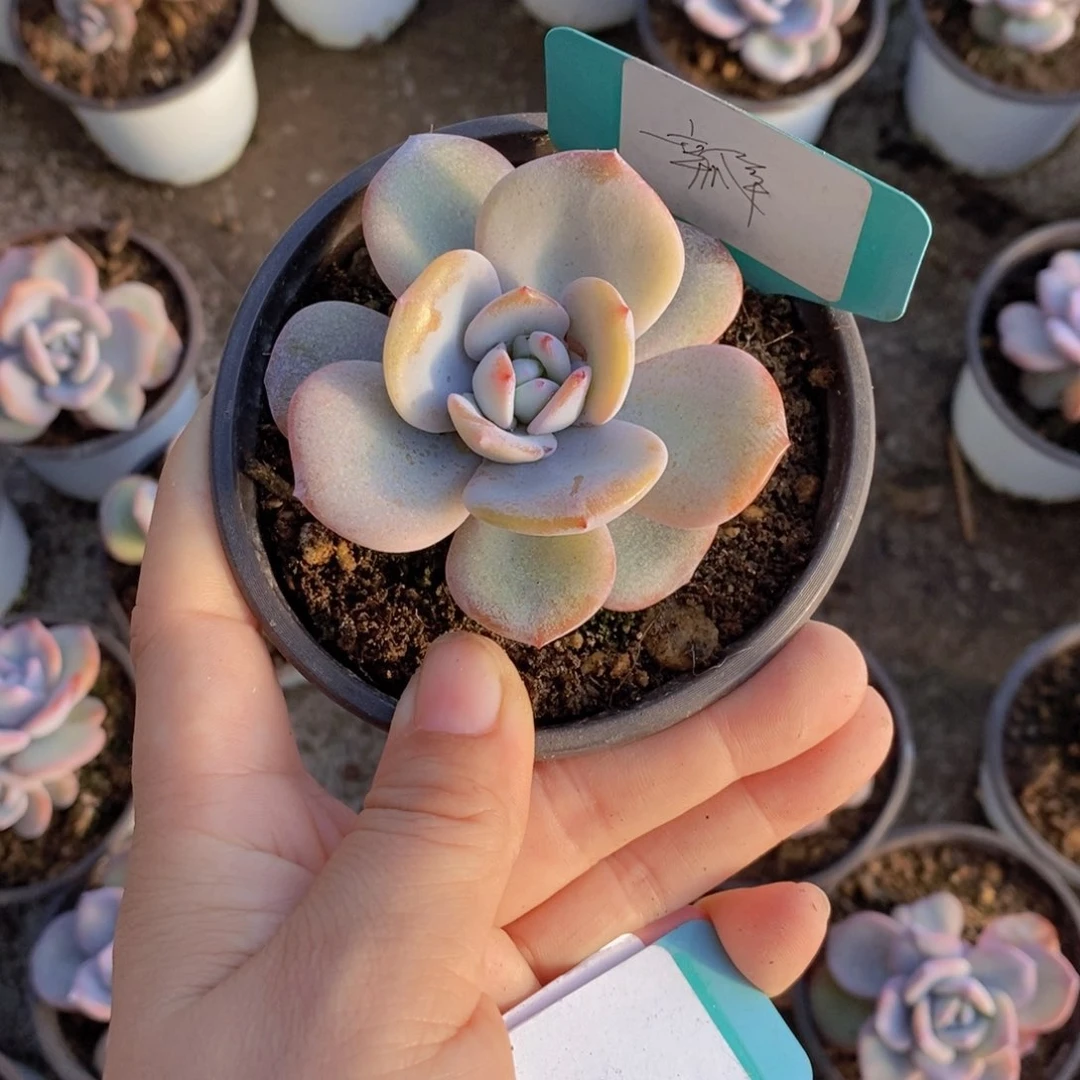 ?***香多肉植物11111111