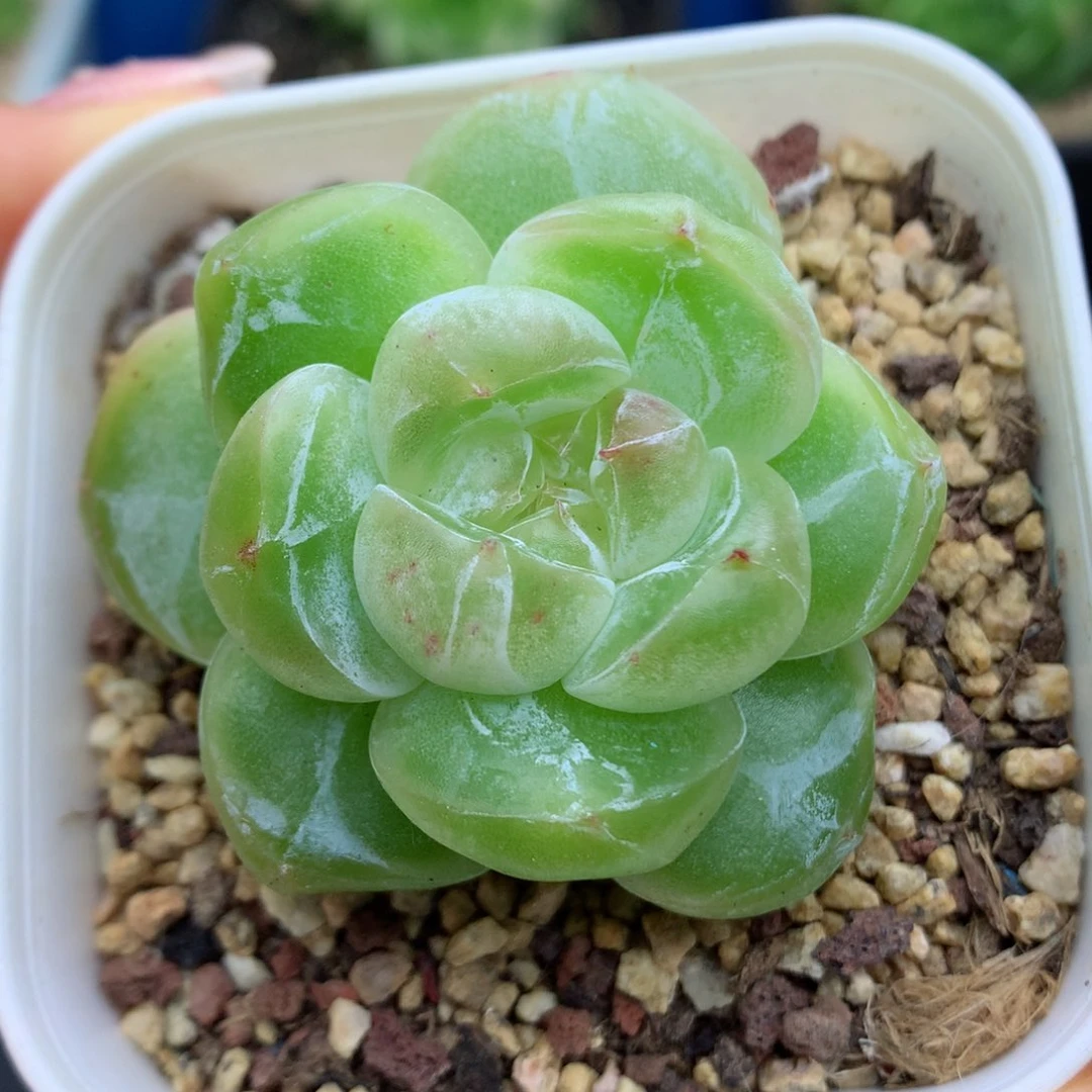 58包邮  群生不包整珍妮12