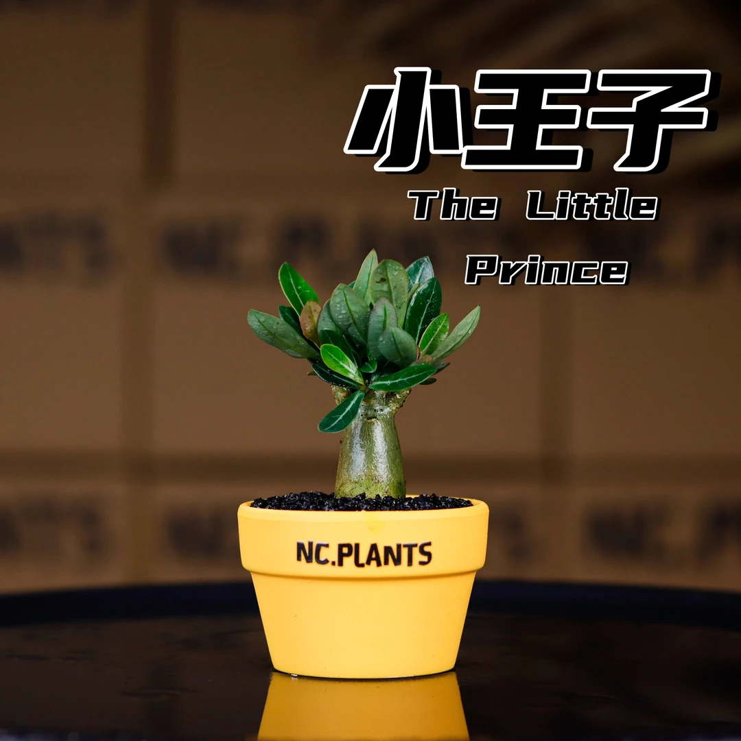 【NC.PLANTS 小王子】小王子的玫瑰花| 专属浪漫 | 带盆成品
