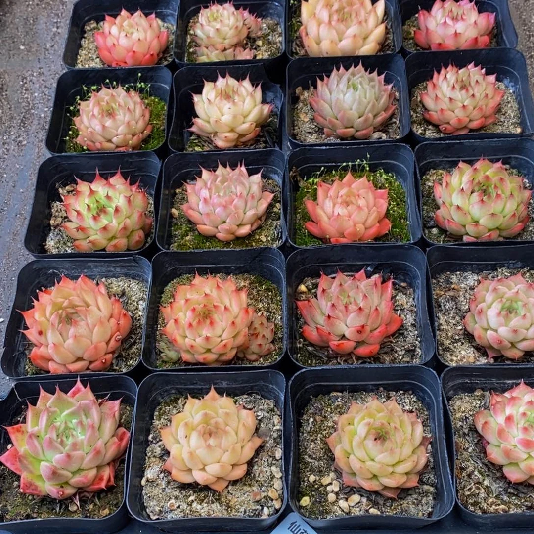 Y*464的人和事都会在