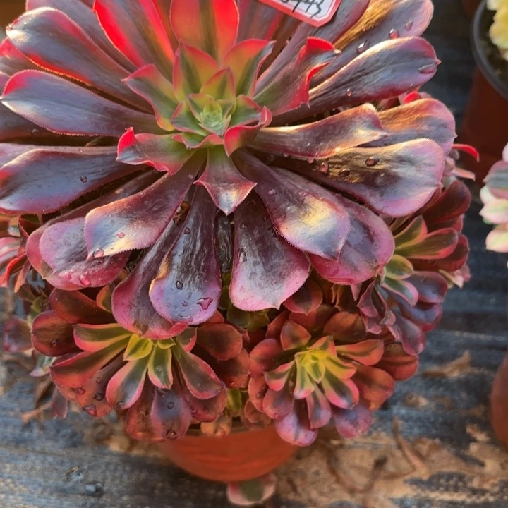 靓***尼美杜莎多肉法师不包损