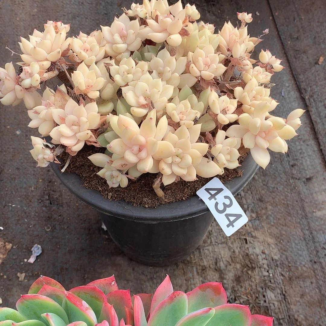 434璀璨 一物一拍多肉