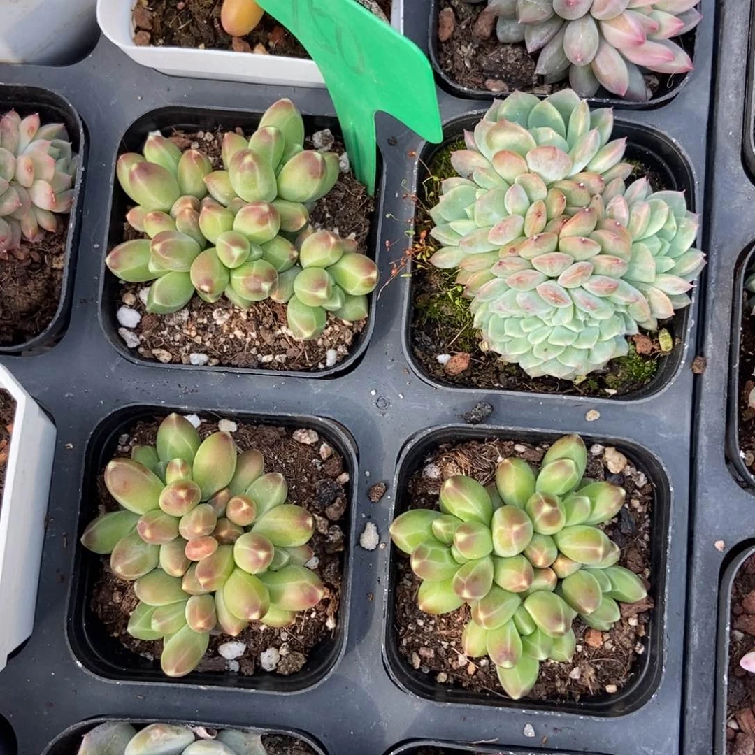 750千代田3颗多肉植物