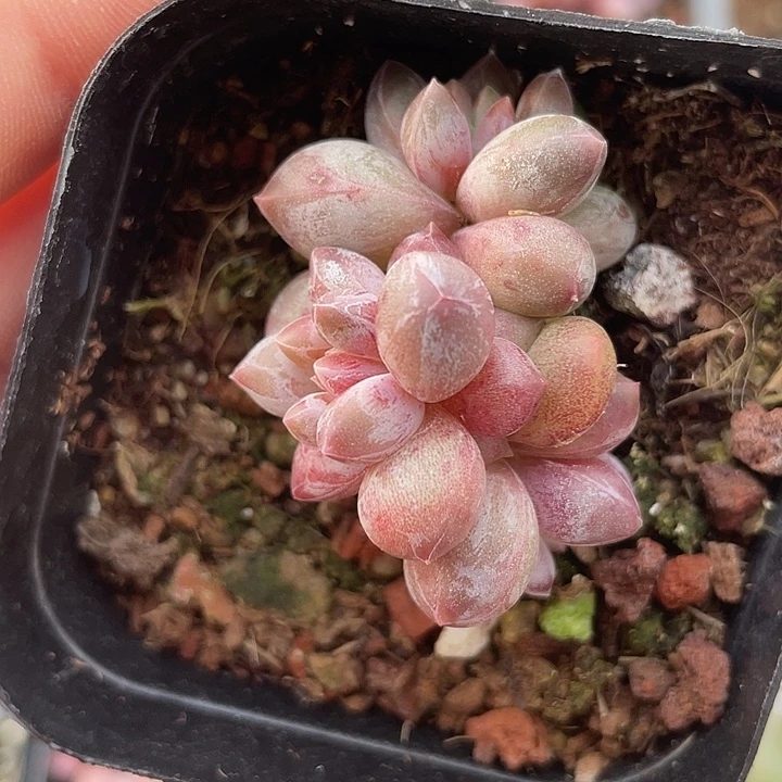 一物一拍满18包邮