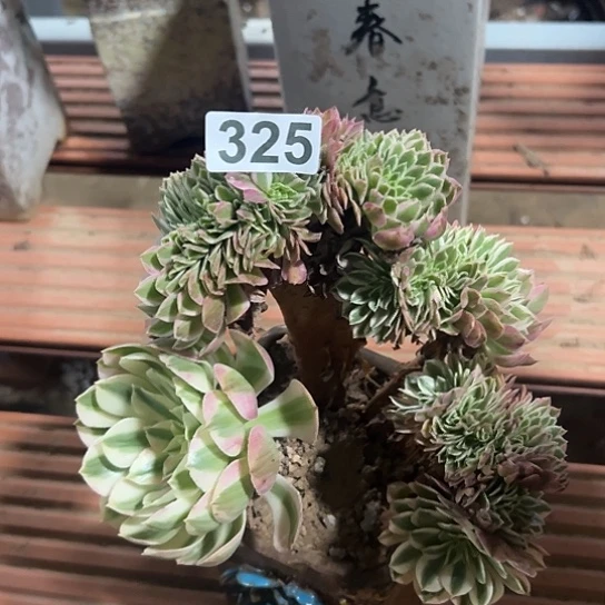 靓***春多肉植物一个海洋