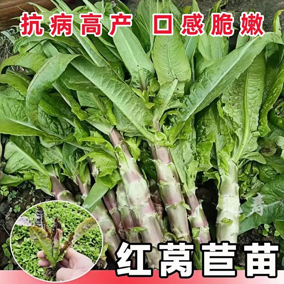 四季红皮莴苣苗秧苗青皮香莴笋苗带土尖叶种子耐抽苔油春季蔬菜苗