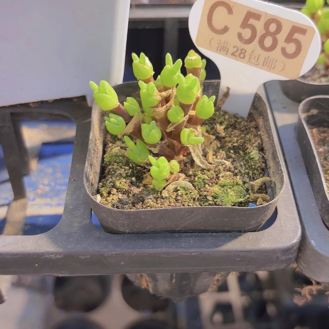 C585短耳兔一物一拍