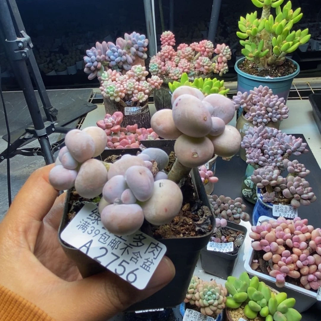 756芭比奶多肉7c m