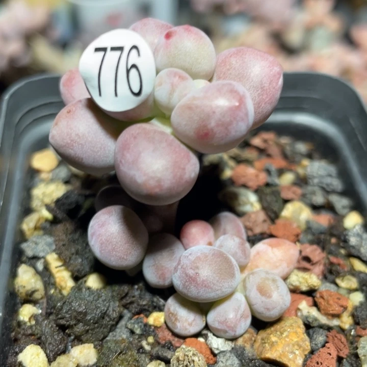 仙子奶酪多肉植物