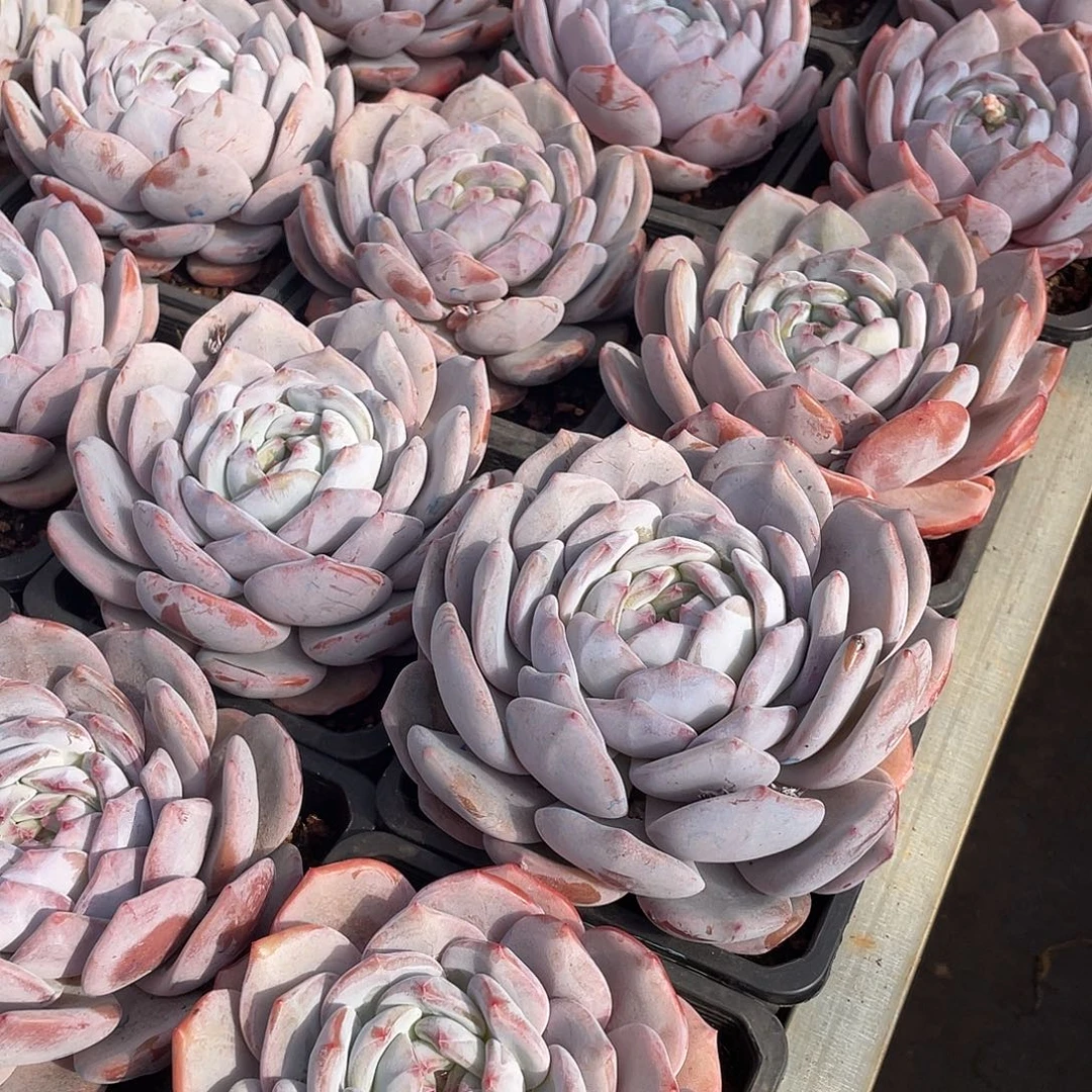 奶盖单头精控14厘米可挑