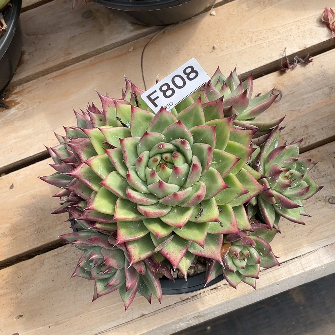 纪***达若如东云单拍F808