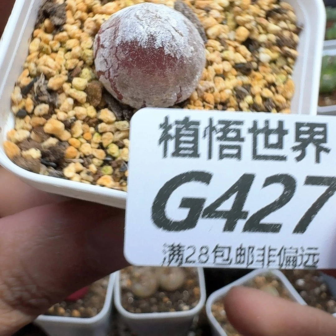 多肉植物的人生fhhn