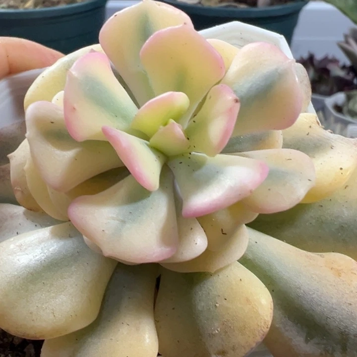 雪精灵锦多肉植物345