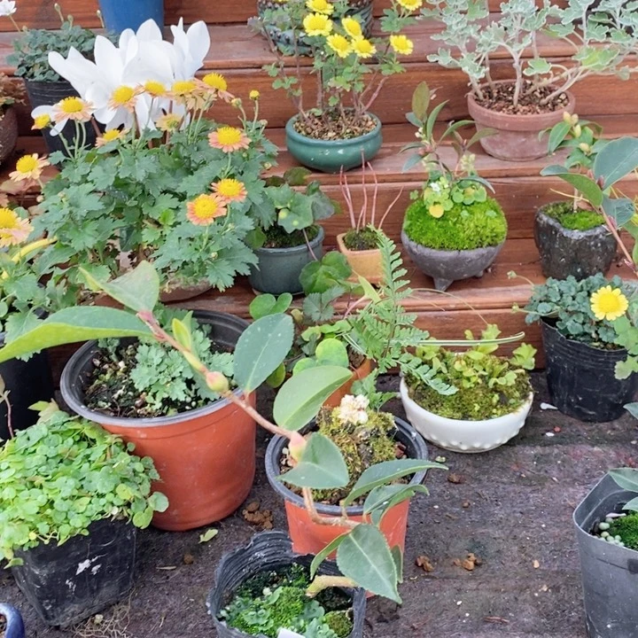 无花朵一物一拍一物一拍