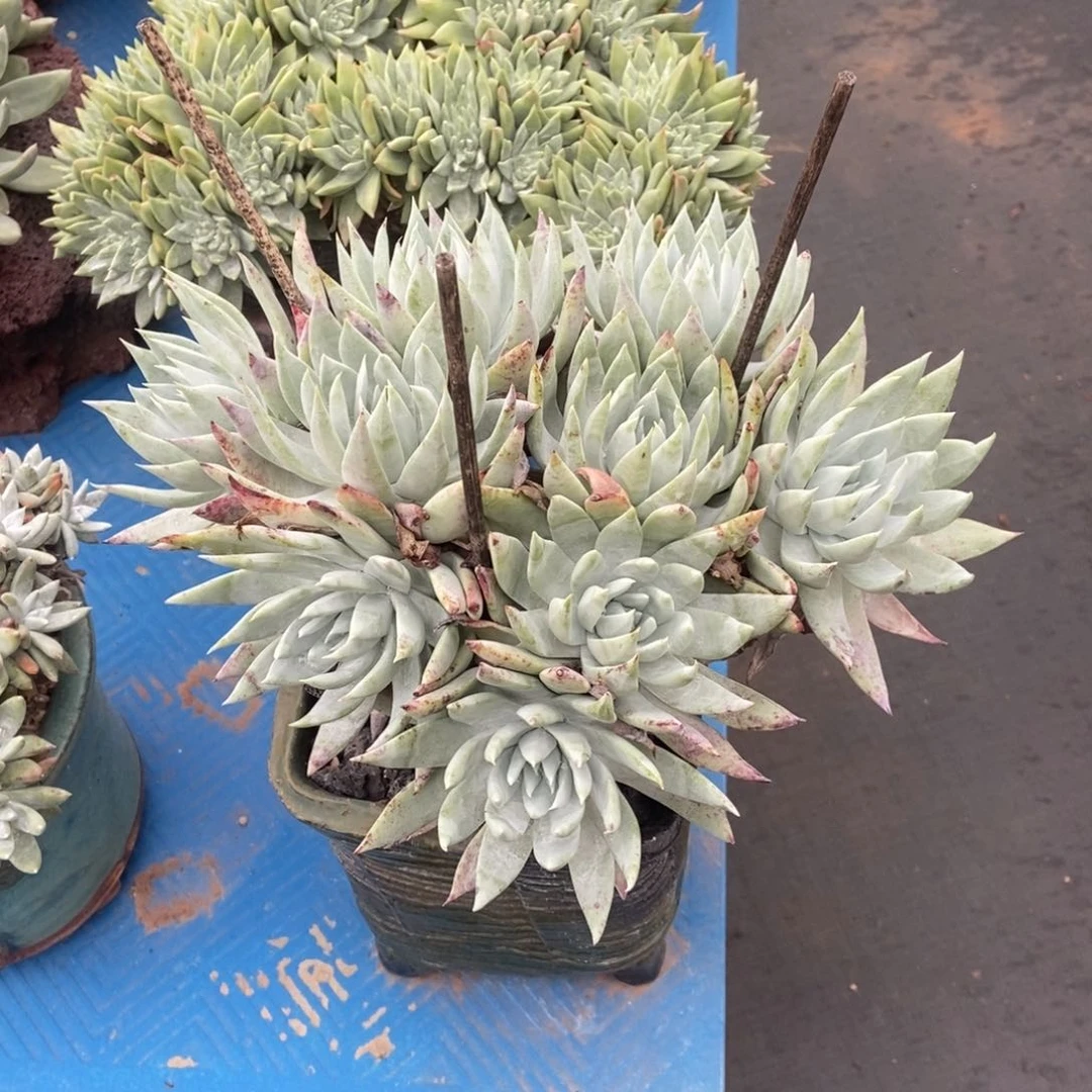 福利7号多肉植物啦啦啦