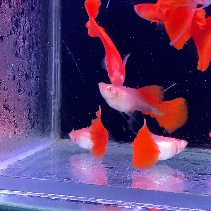 孔雀鱼血红飘5对孔雀