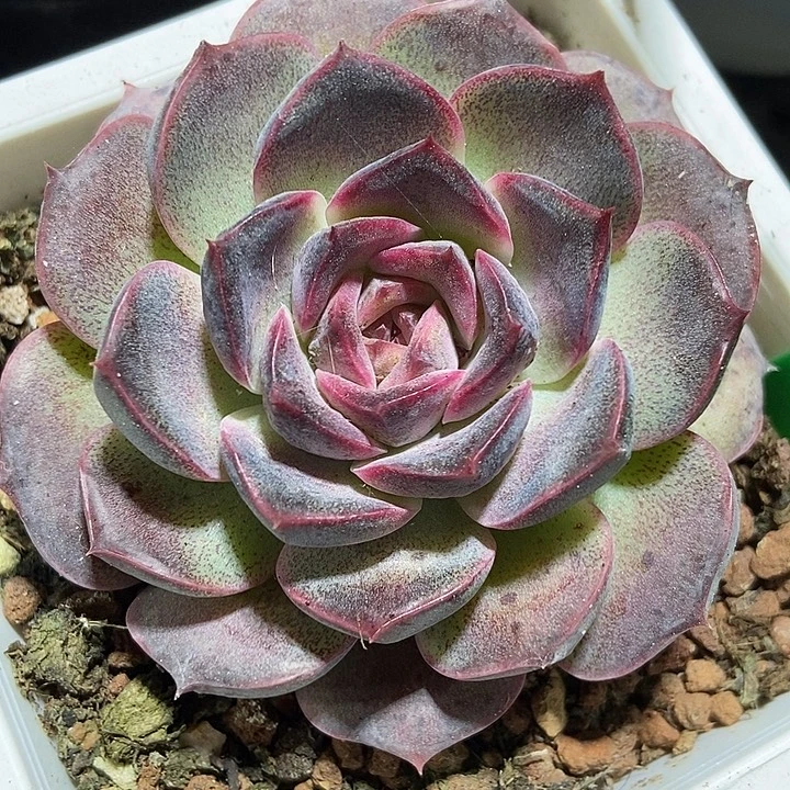 多肉植物黑色个体807多肉
