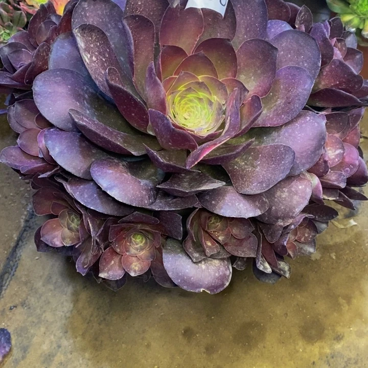 魅金多肉断头不包2396