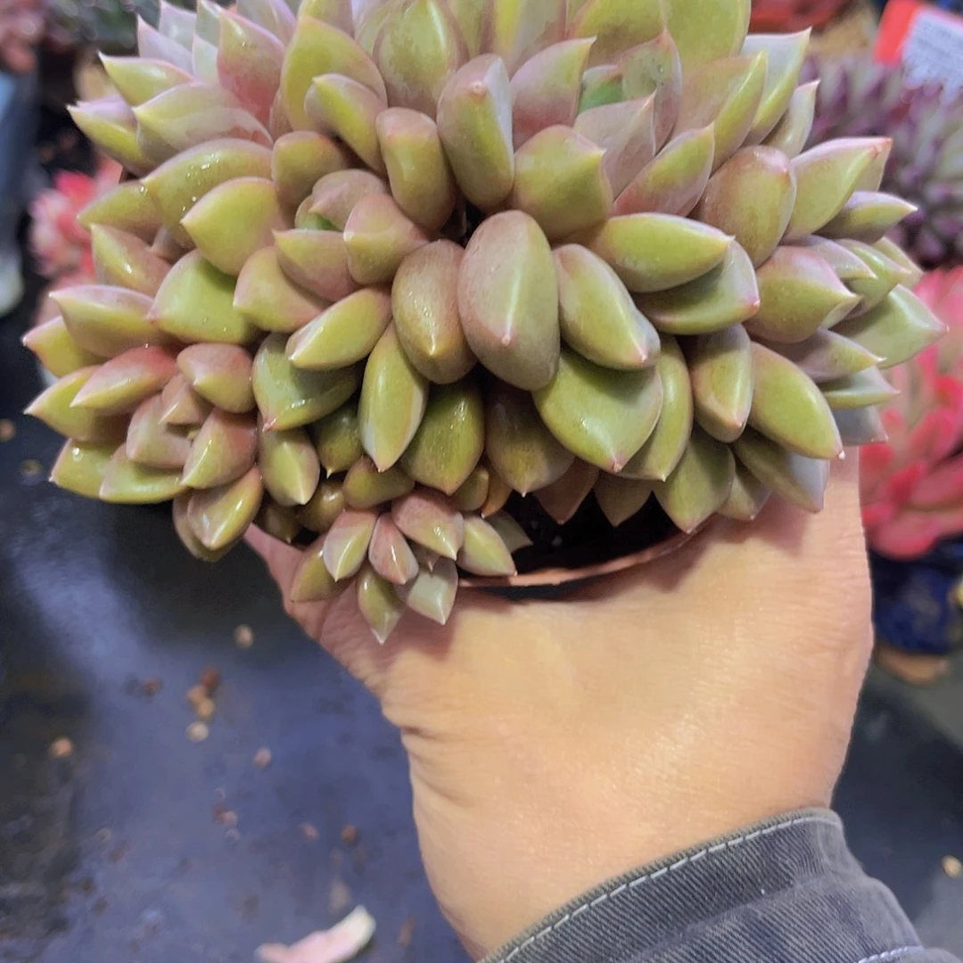 4391红象牙多肉植物