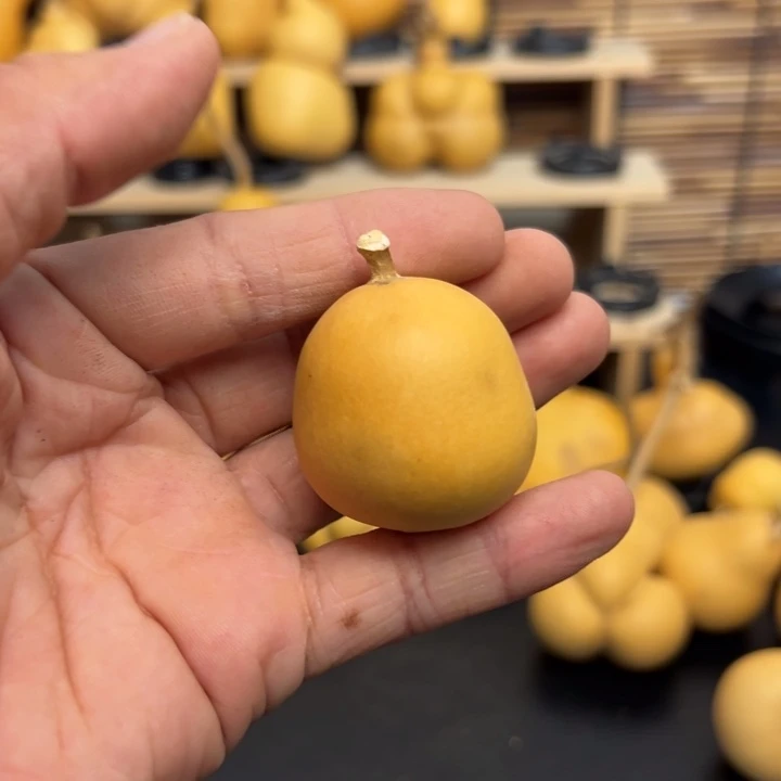 揽*1556666669889966999