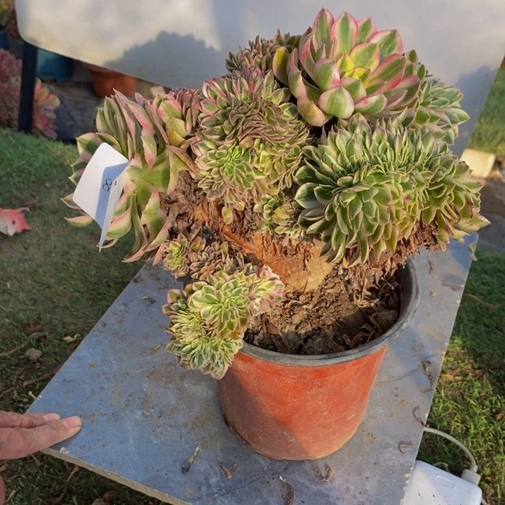 完全开放8069号倾城缀化1颗多肉