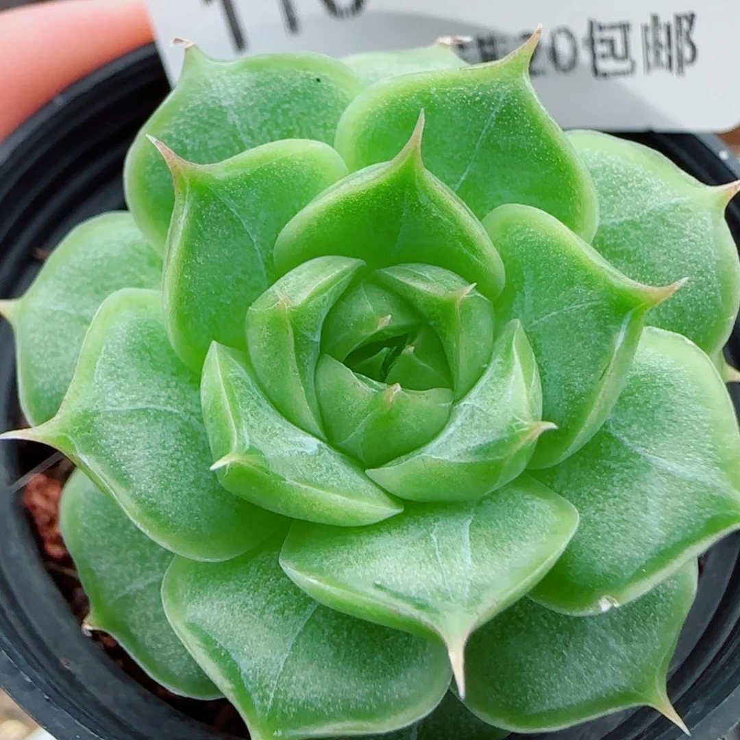 花语逸镜0924-116女王