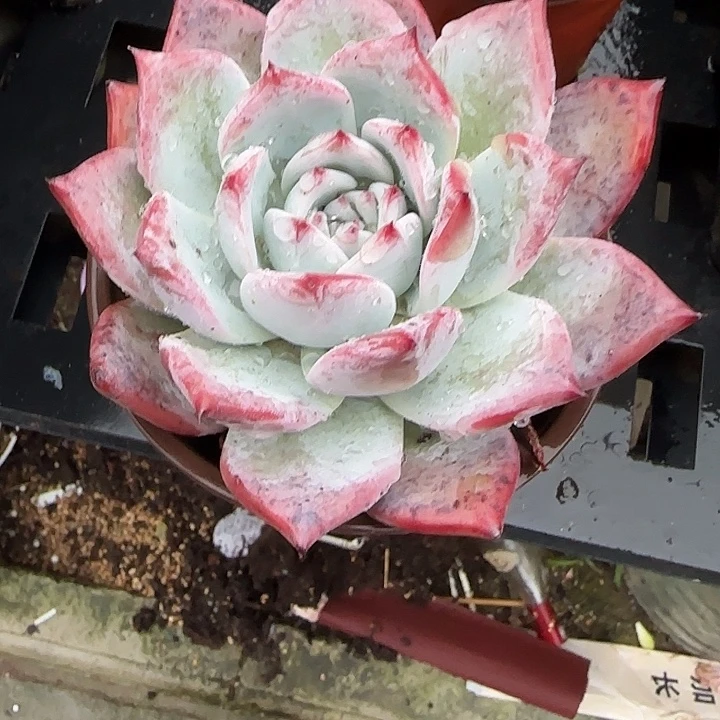 青蛙王子儿童牙膏套装11