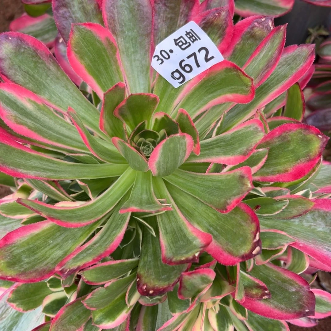 672 多肉法师皇后