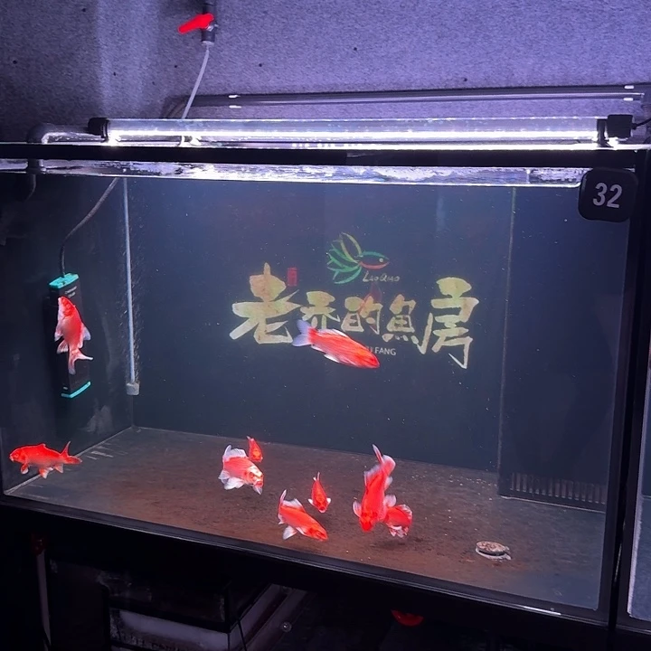 蝴蝶鲤32 号缸  9 条鱼 随机捞