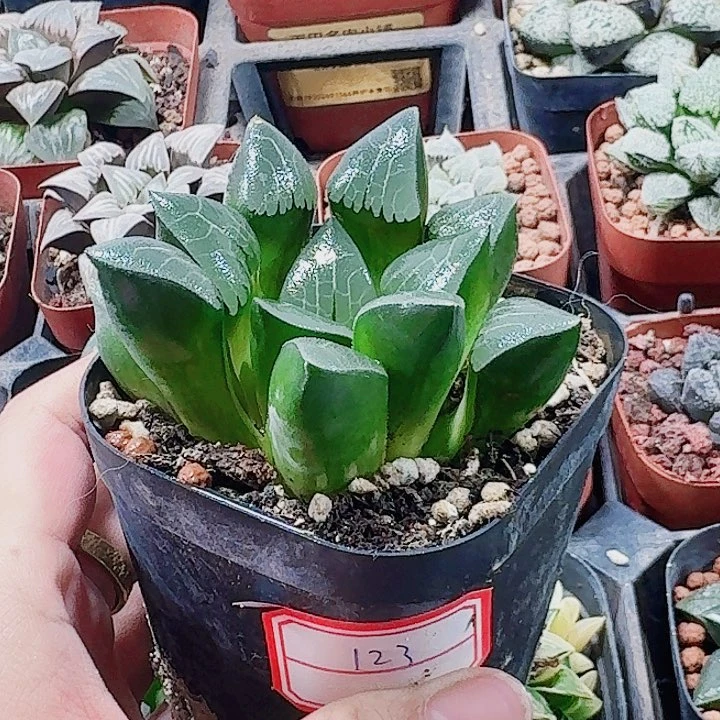 无花朵十二卷 实生寿福利