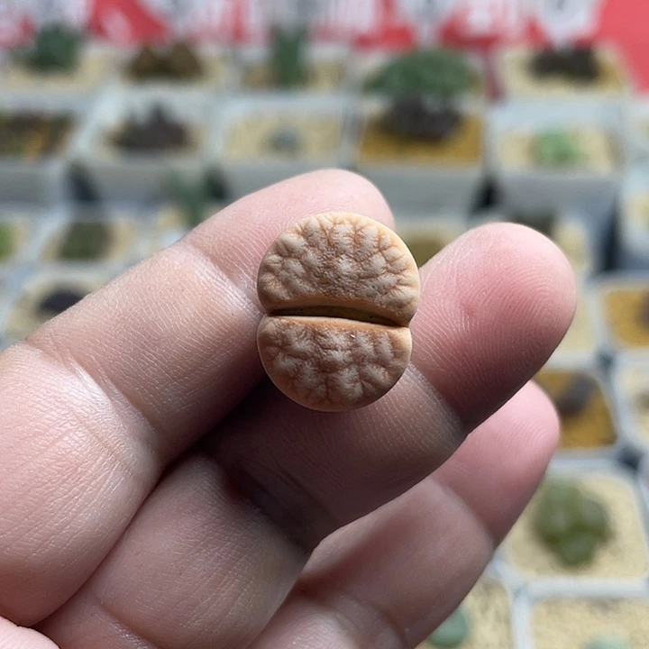 家人园艺多肉生石花拿铁283