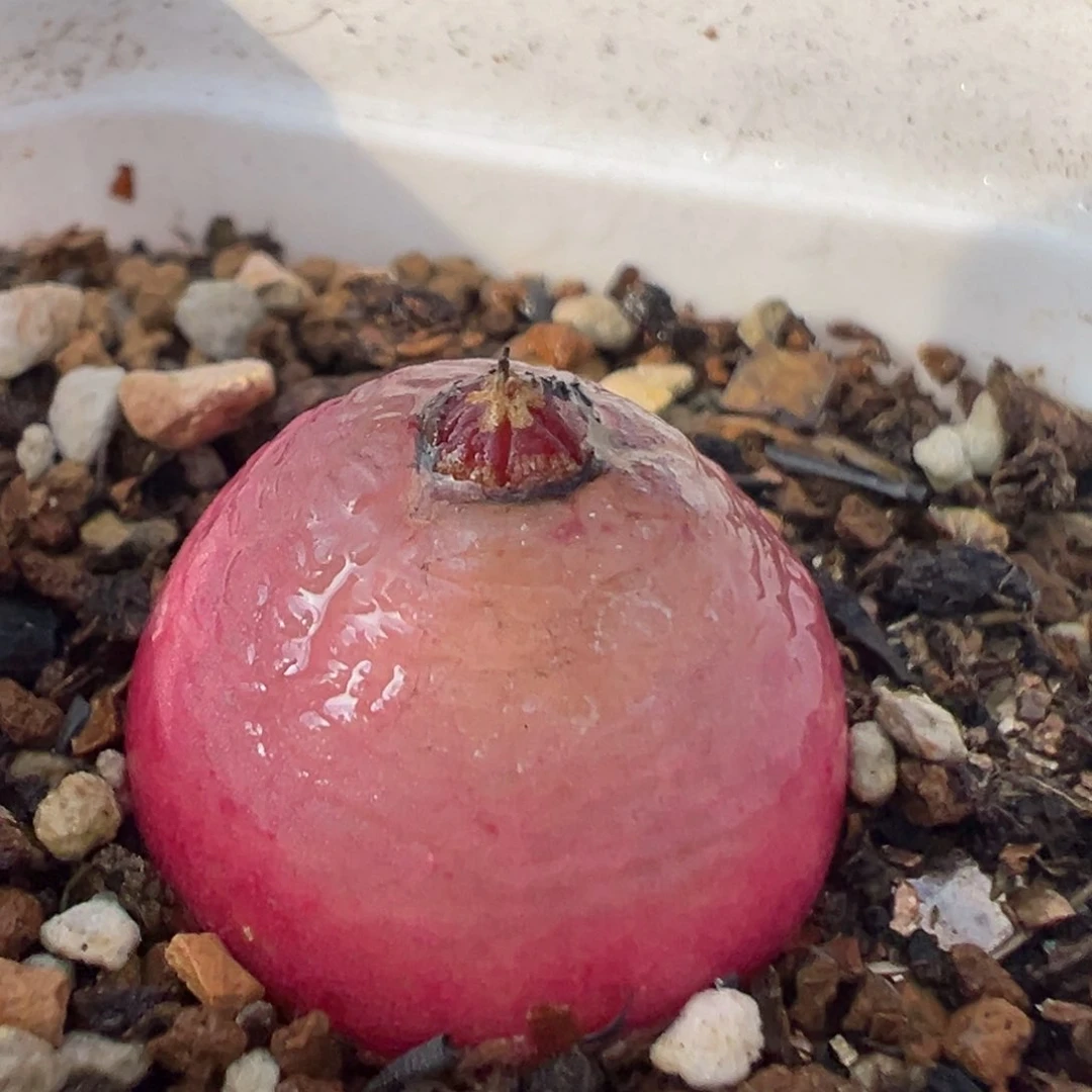 1901多肉植物百科灯泡