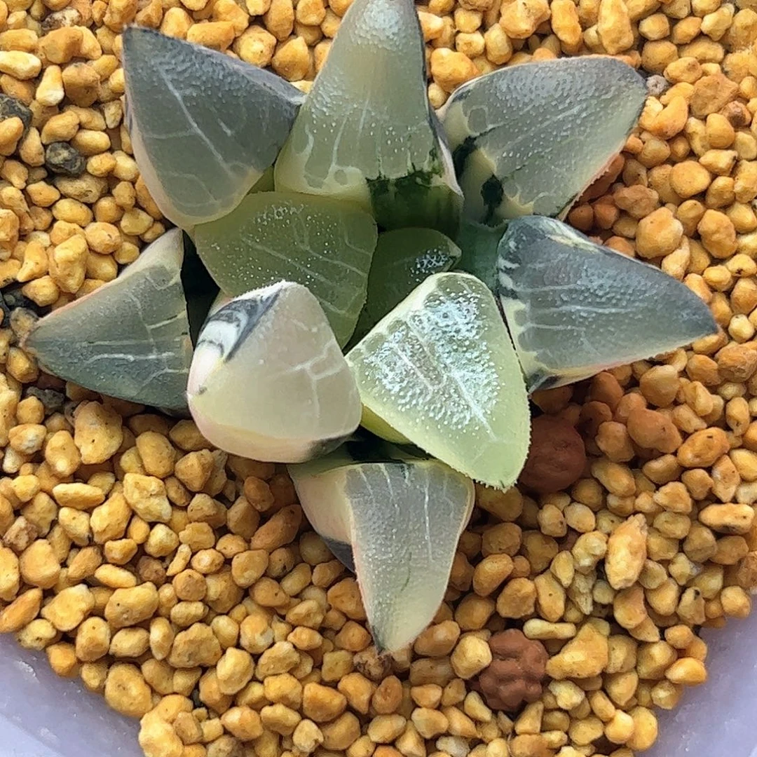 实生克锦十二卷多肉植物五公分