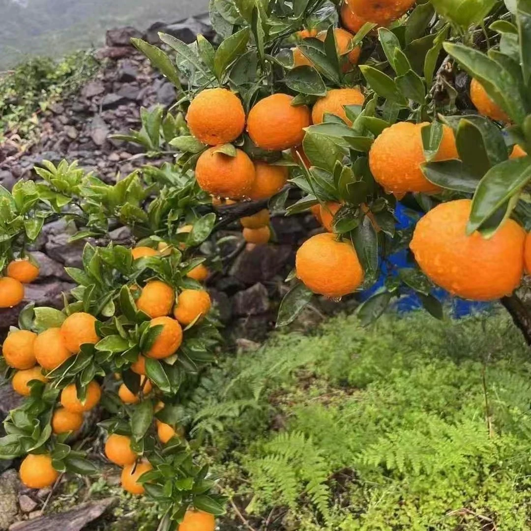 正宗涌泉宫川栽盆栽绿植
