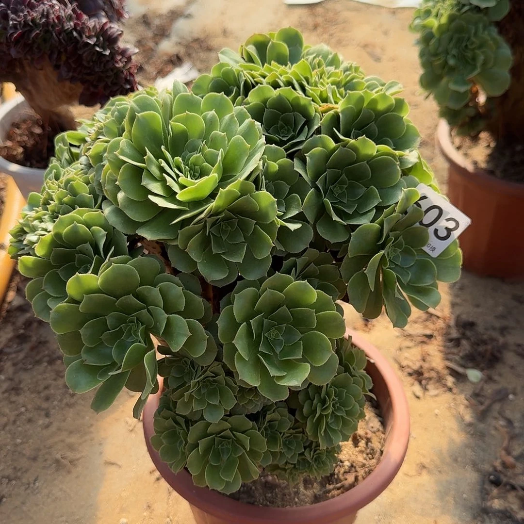 603绿缀朵朵一颗有伤