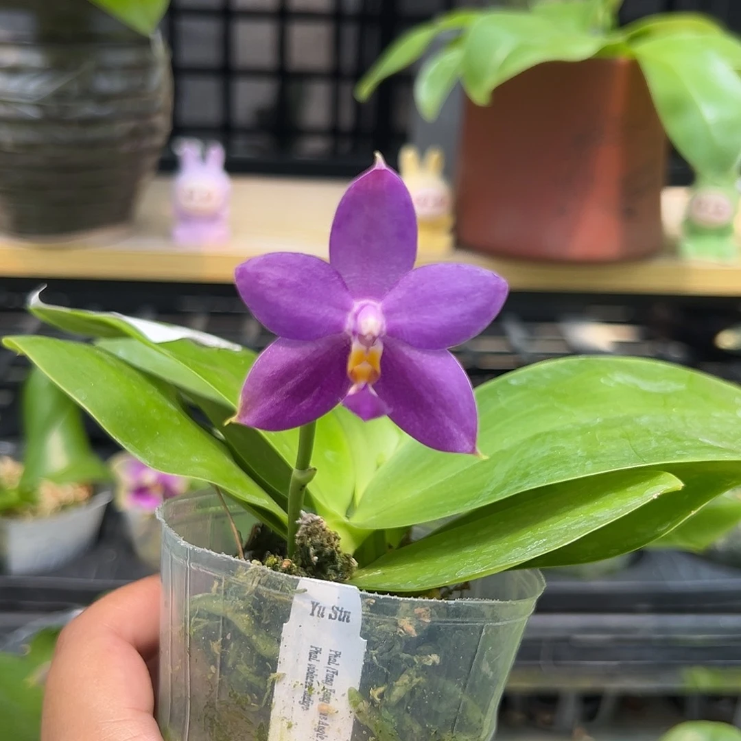 完全开放蓝天使交蓝路德交狗2.5寸开花